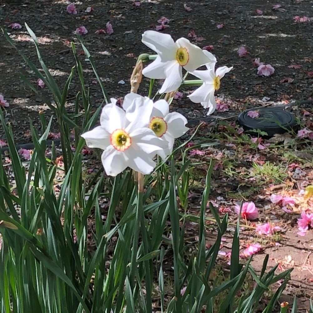 Take a STROLL through the garden. . .